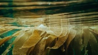 Kelp floating on the surface of water