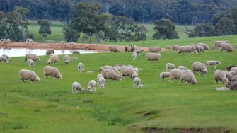 Sheep grazing in a green field