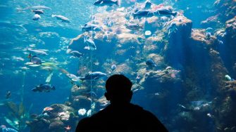 Person looking into a large aquarium