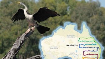 Eastern Australian Waterbird Survey