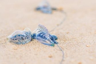 Bluebottle