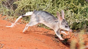 Greater Bilby