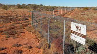 Photo of fence built by Wild Deserts project