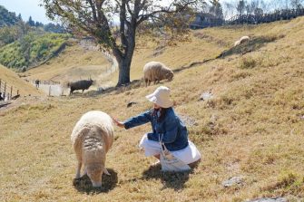student touching sheep on hillside