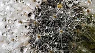 White flower with water drops