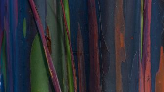 Rainbow Eucalyptus Tree