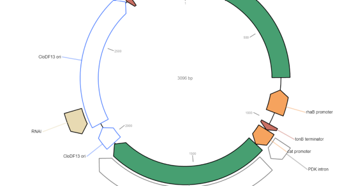 Whole Plasmid Sequencing | Ramaciotti Centre for Genomics - UNSW Sydney