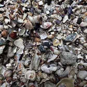 Shells, Stories and Sea-Country: Making shell-art with Aunty Maxine Ryan