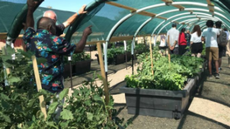 WAMS community garden 