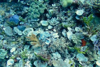 A photograph of the sea bed with corals and sea sponges