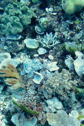 A photograph of the sea bed with corals and sea sponges
