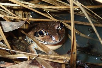 A map showing the distribution of the Banjo Frog across Australia