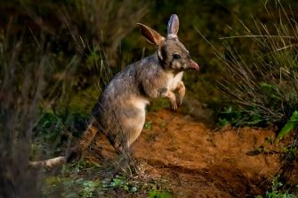 Clay the bilby in the Sanctuary 