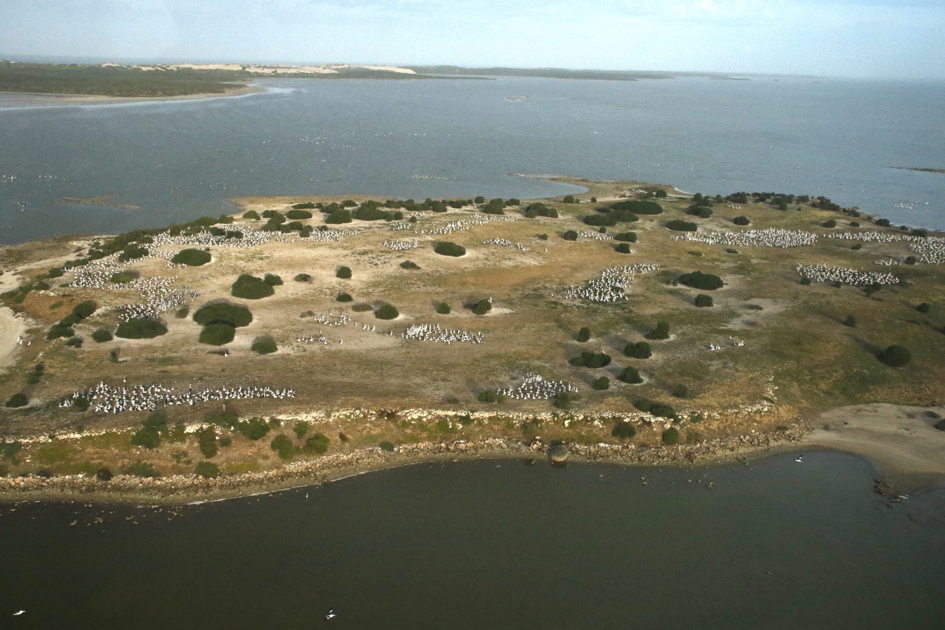 Pelican Island, Coorong