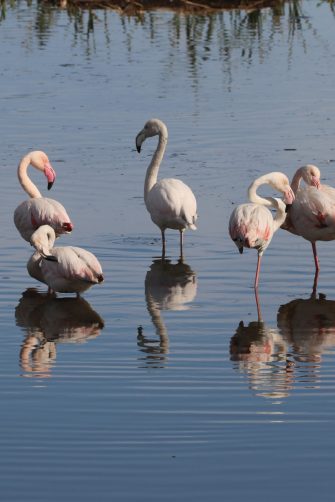 Flamingos at a Ramsar site in Cape Town, South Africa