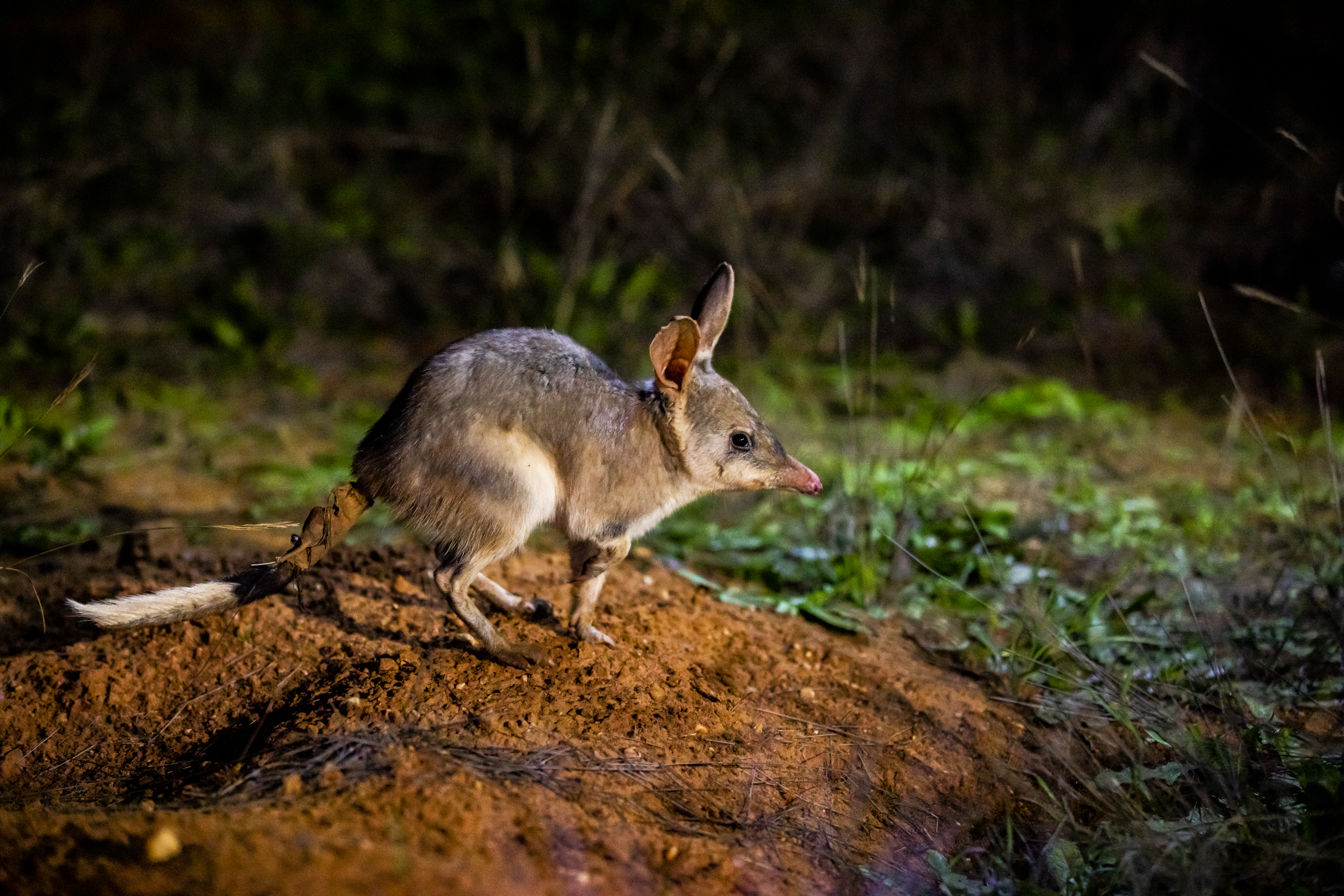 Teams working in the Bilby Sanctuary at Taronga Western Plains Zoo,Dubbo NSW in August 2010/Photograph by Rick Stevens 20200827