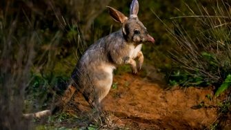 Clay the bilby in the Sanctuary 