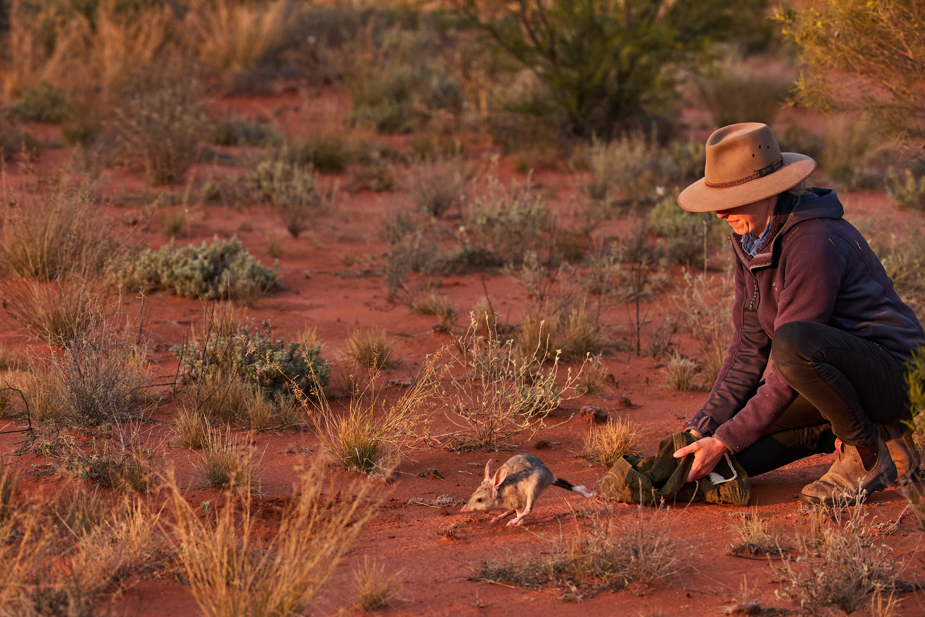 Scientist Rebecca West releases a bilby in the Wild Deserts precinct of Sturt National Park NSW