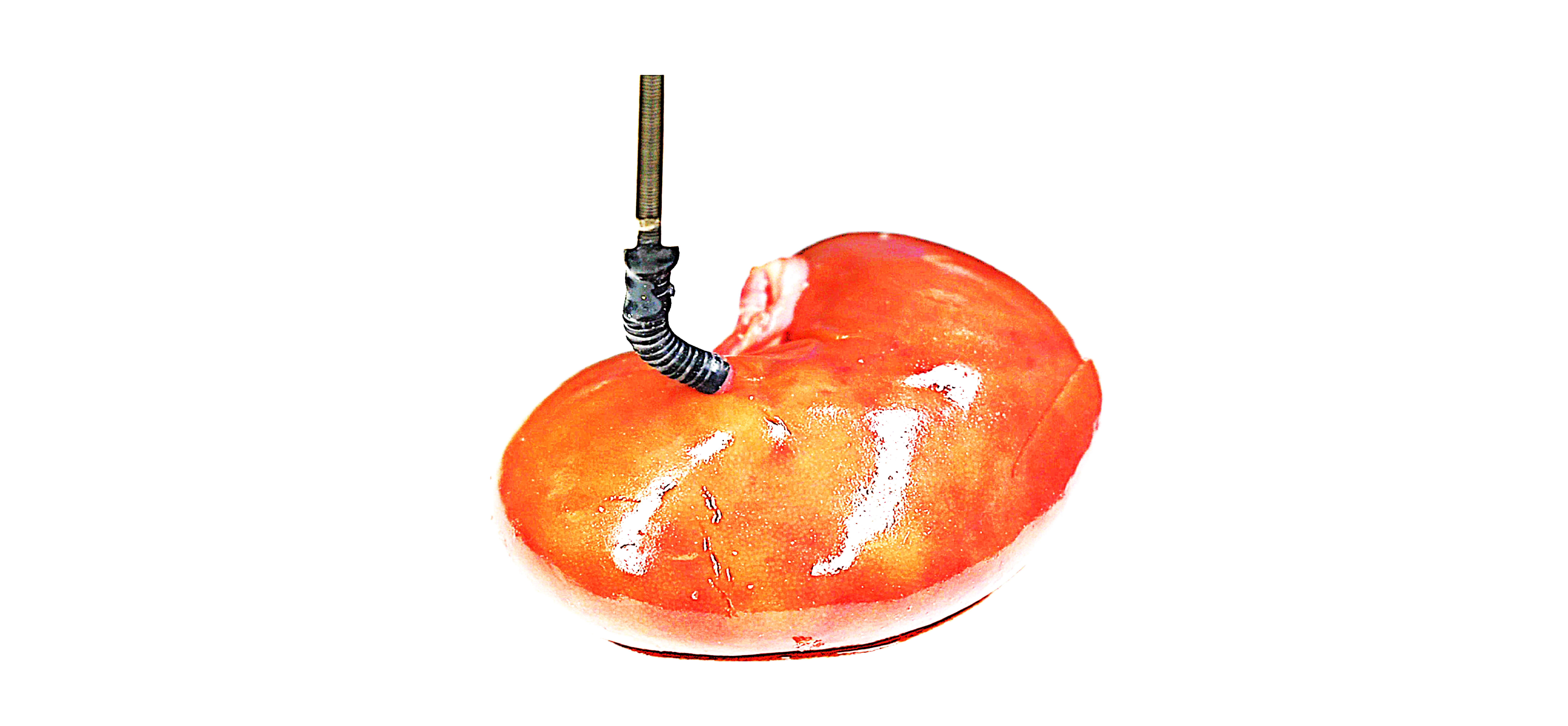 SFSA soft robot mapping the surface of a lamb's kidney