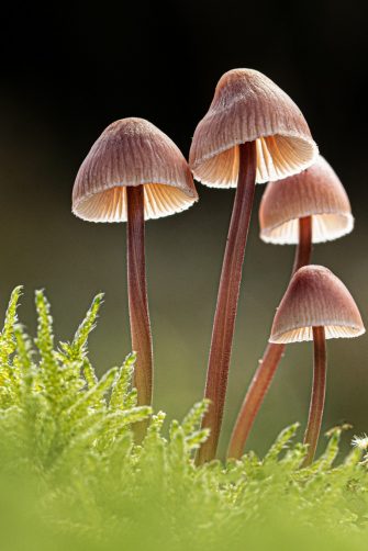 mushrooms