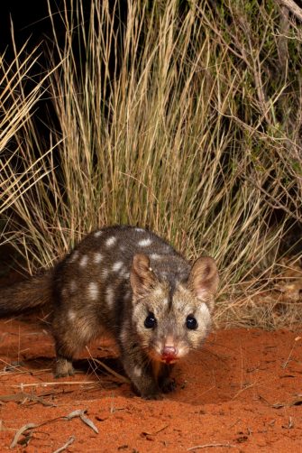 A western quoll, also known by its indigenous name, chuditch.