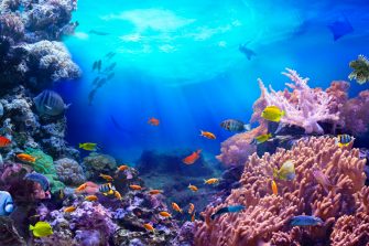 Life in a coral reef. Rich colors of tropical fish. Animals of the underwater sea world. Ecosystem. 