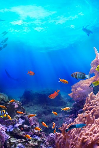 Life in a coral reef. Rich colors of tropical fish. Animals of the underwater sea world. Ecosystem. 