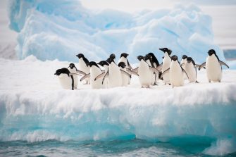 Adelie penguins colony on an iceberg, Antarctica