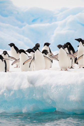 Adelie penguins colony on an iceberg, Antarctica