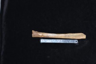 Megafaunal animals from Mammoth Cave about 50,000 years ago: Murrayglossus hacketti, a giant long-beaked echidna; Procoptodon browneorum, a giant kangaroo ; Zygomaturus trilobus, the giant diprotodontid; and Thylacinus cynocephalus, the Tasmanian Thylacine.