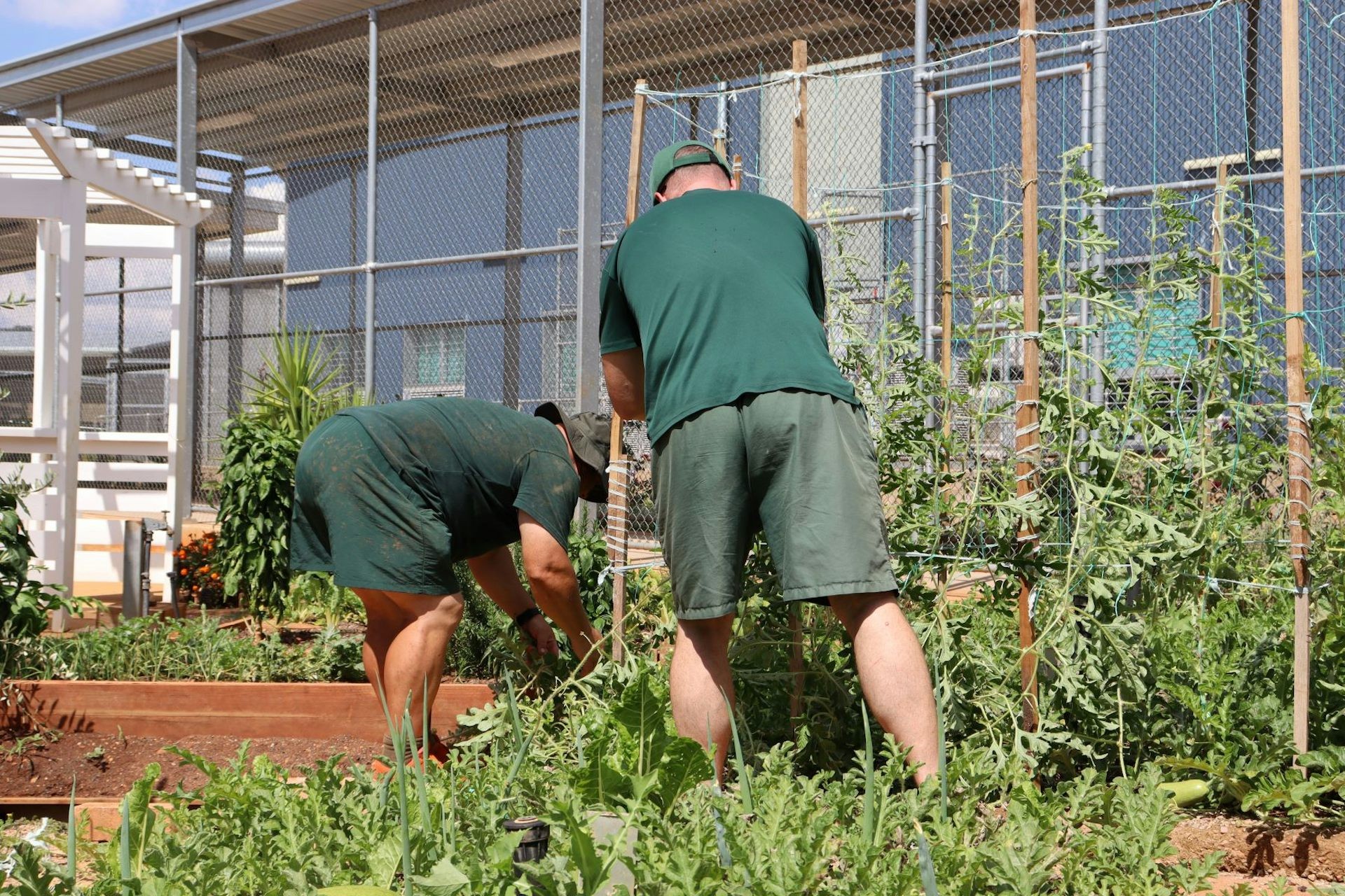 Two prisoners at Macquarie Correctional Centre tend to the garden.