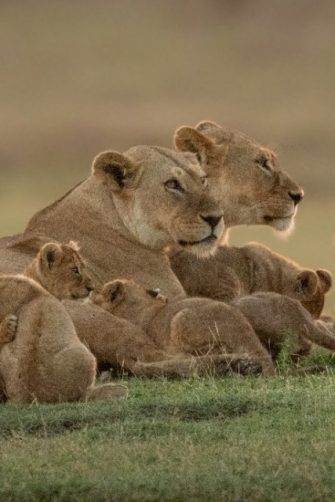 Panorama of two lionesses lying with cubs