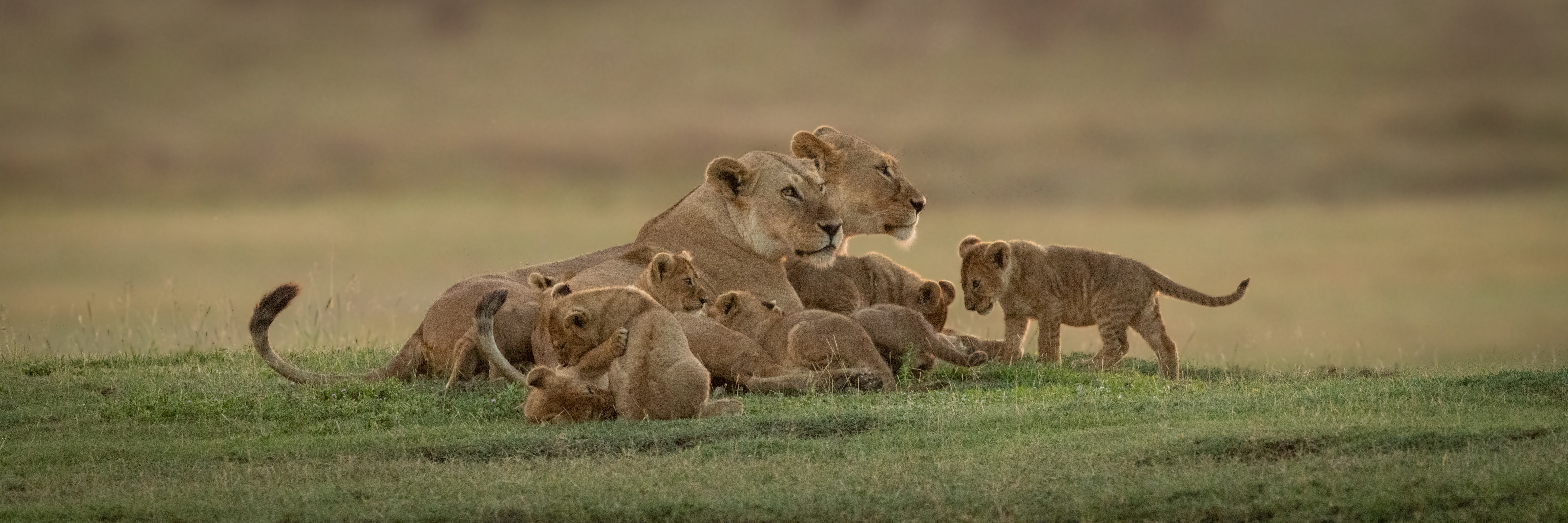 Panorama of two lionesses lying with cubs