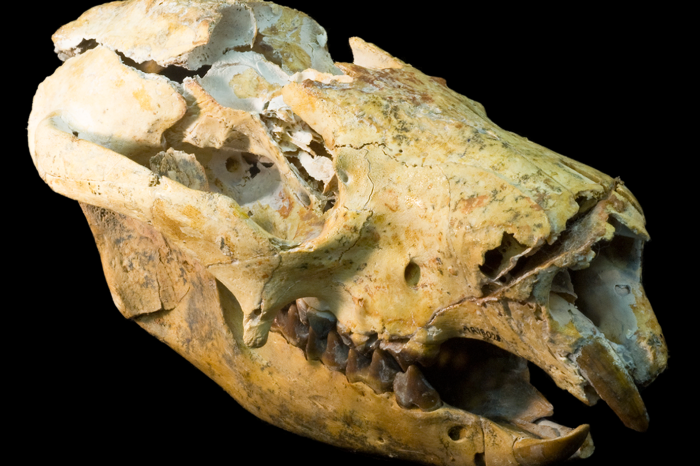 Drop Bear subadult skull from Riversleigh