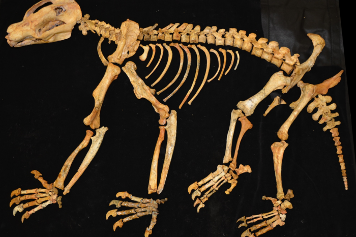 Riversleigh Drop Bear skeleton.