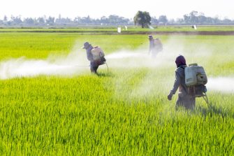 farmer spraying pesticide in the rice field