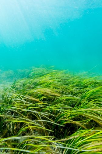 Eelgrass Bed