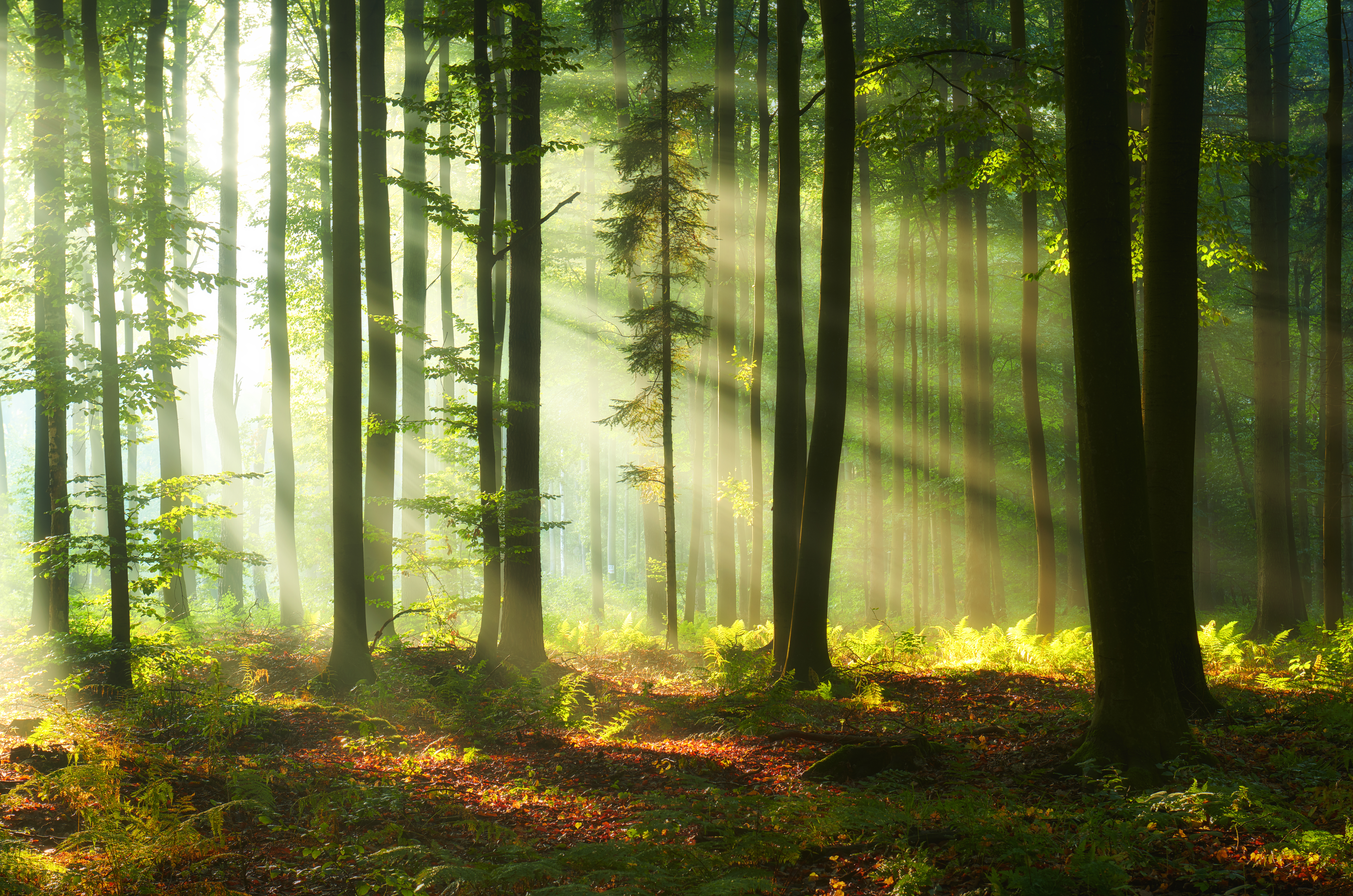 Beautiful morning in the forest