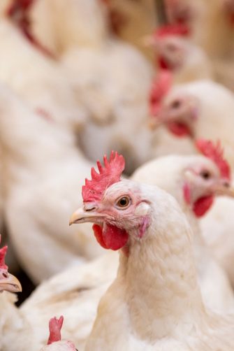 roosters in a poultry breeding farm industrial organic food factory