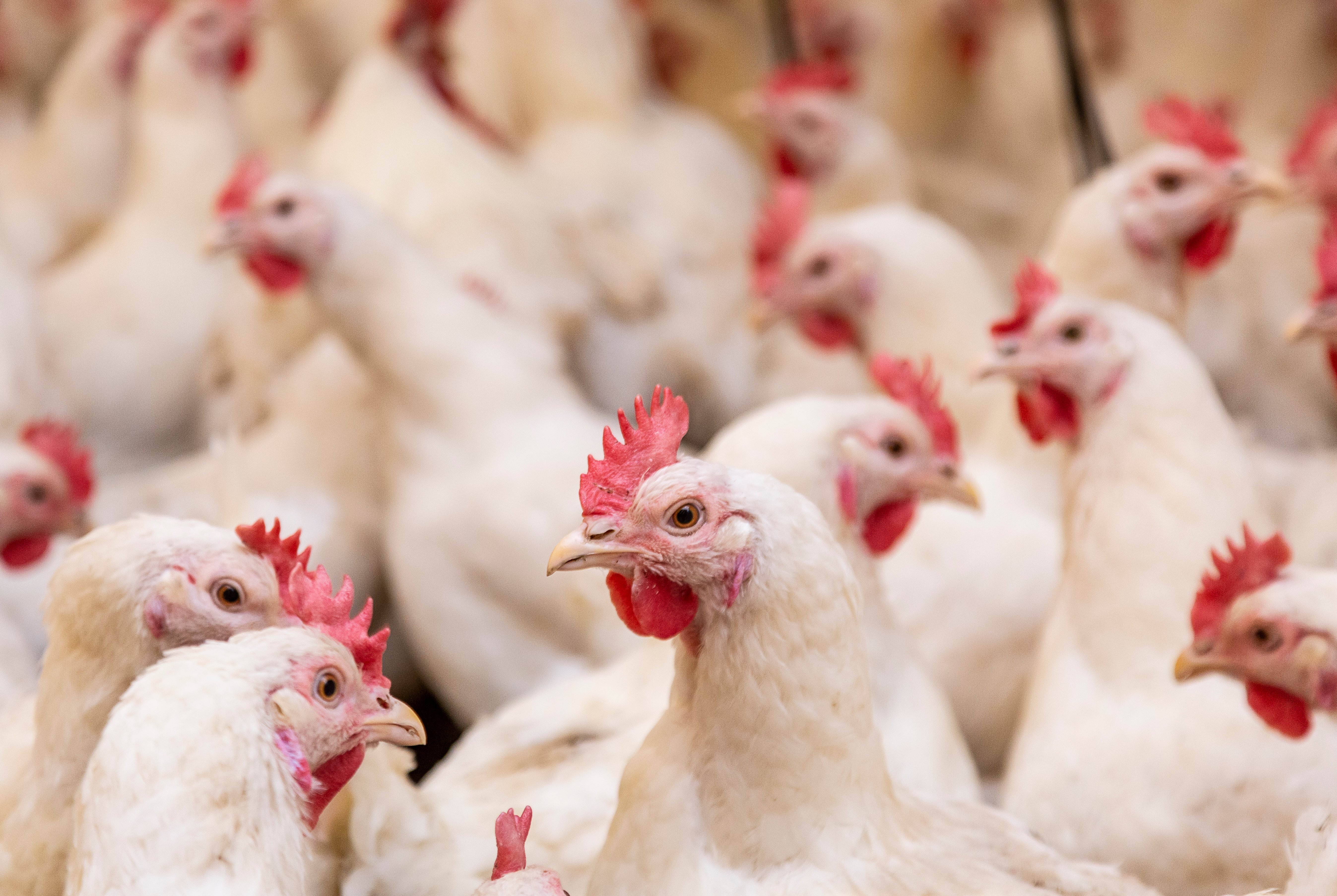 roosters in a poultry breeding farm industrial organic food factory