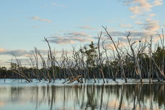 Gayini Wetlands 2025