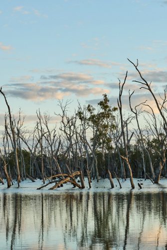 Gayini Wetlands 2025
