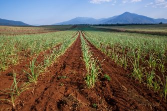 Newly Planted Sugar Cane