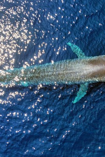 Blue Whale and a Freediver