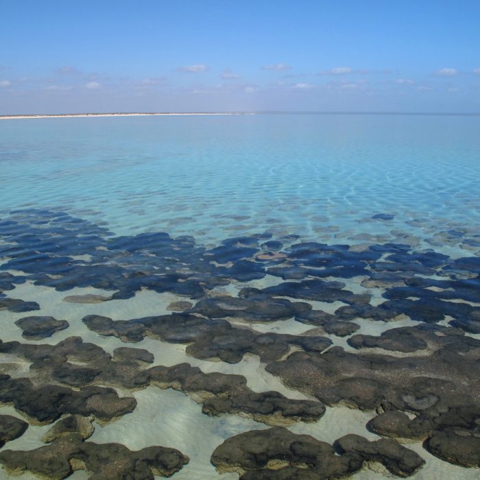 Living stromatolites in Shark Bay, Western Australia, ancient microbial reefs in turquoise water under a clear sky.