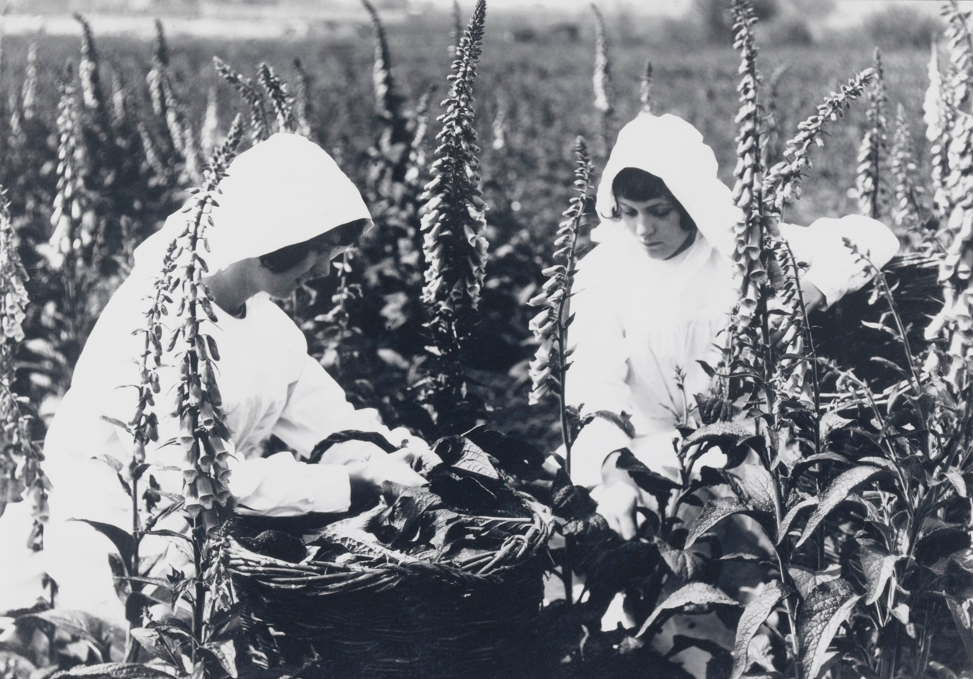 Balck & white image of girls harvesting foxgloves