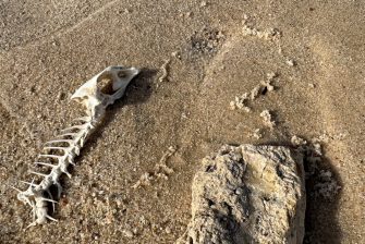 Fish skeleton bone washed up on the sandy coastal shore
