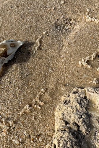 Fish skeleton bone washed up on the sandy coastal shore