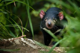 Tasmanian devil