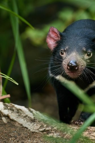 Tasmanian devil